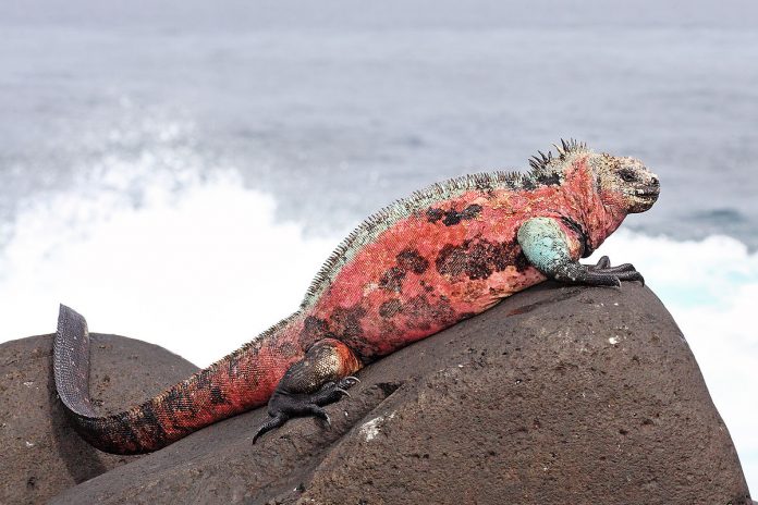 Tras el rastro de la iguana de Galápagos, el único lagarto marino del mundo