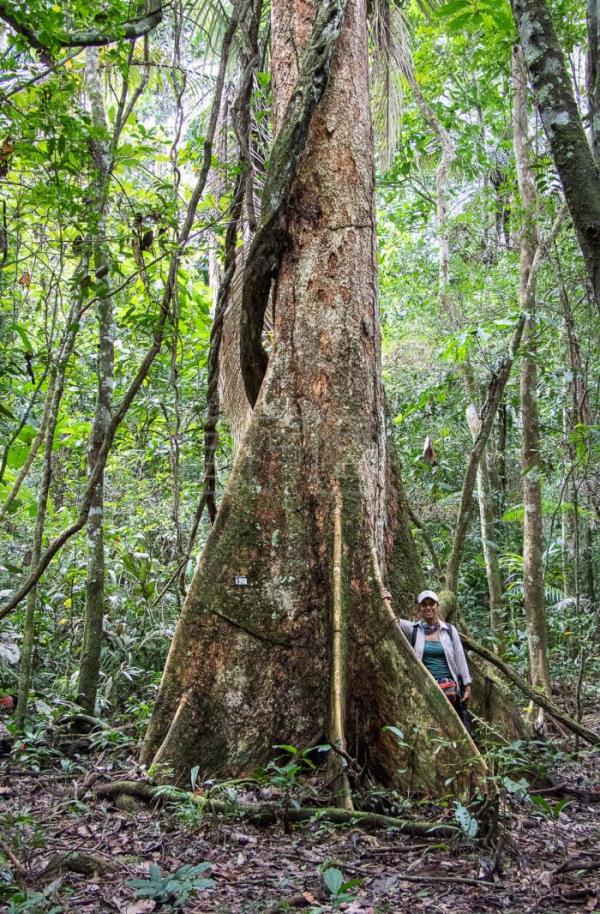 árbol milenario Amazonas