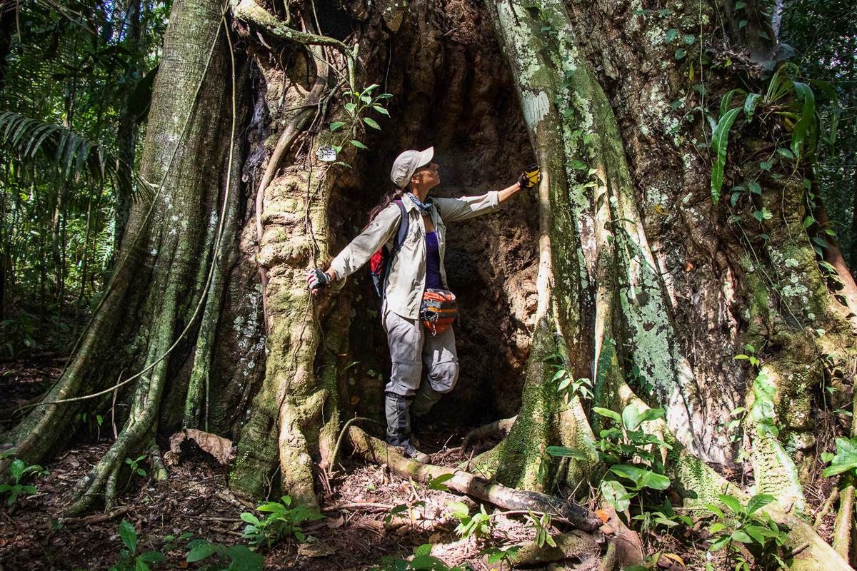 árbol milenario Amazonas