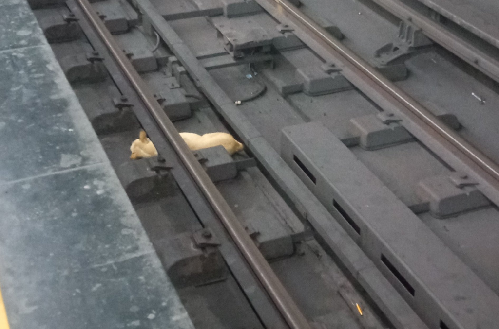 Denuncian que trabajadores del Metro de Caracas se negaron a rescatar un perro de las vías del tren