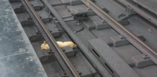 Denuncian que trabajadores del Metro de Caracas se negaron a rescatar un perro de las vías del tren