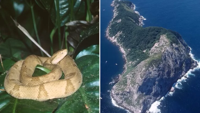 La cabeza de lanza dorada solo existe en esta isla frente a la costa de São Paulo, Brasil.