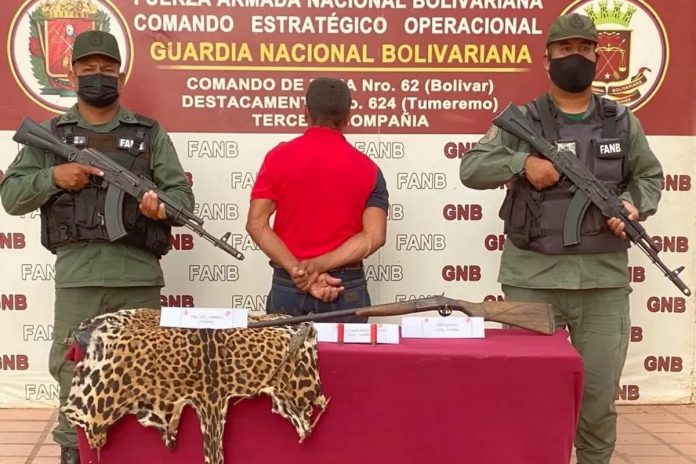 Detenido hombre en Bolívar que asesinó a un cunaguaro