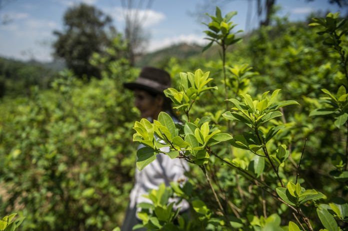 Perú planea comprar toda la producción de hojas de coca