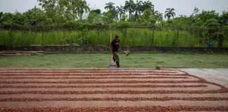 Cacaoteros venezolanos buscan elevar producción a 60.000 toneladas en 3 años