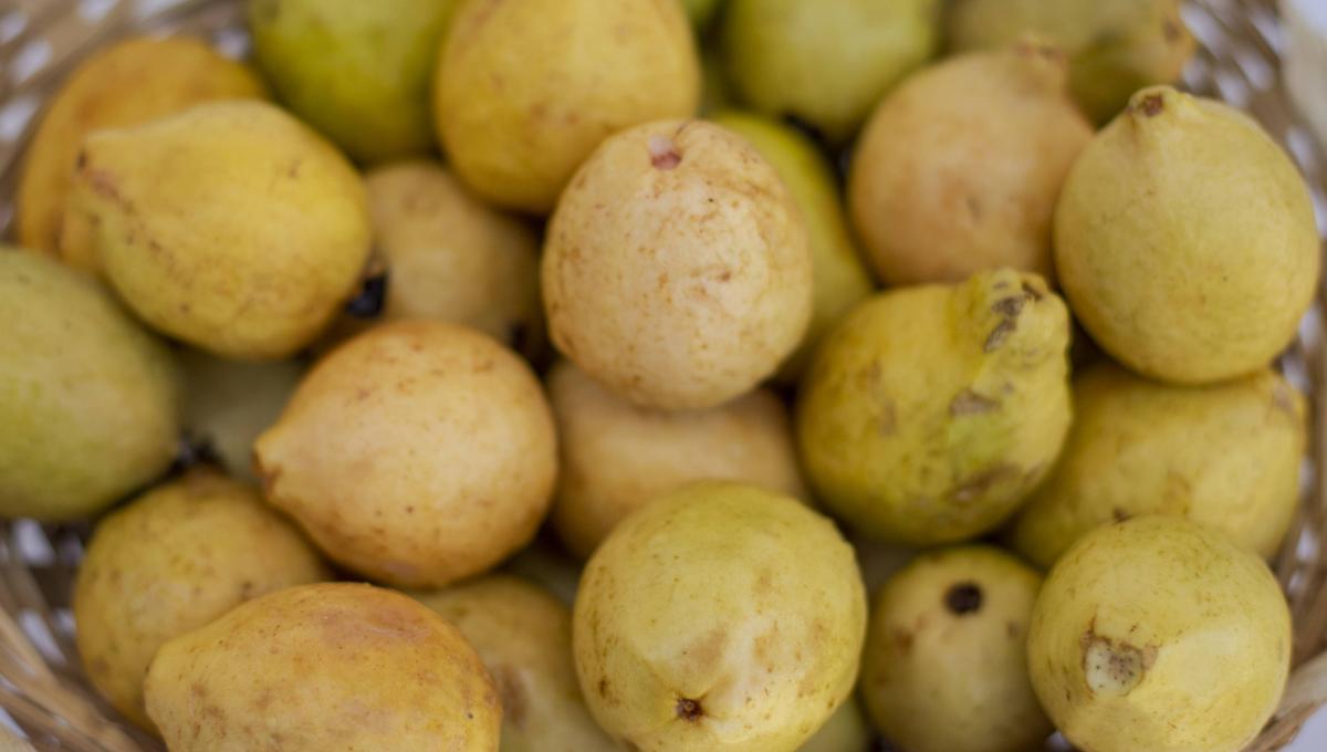 hojas de guayaba