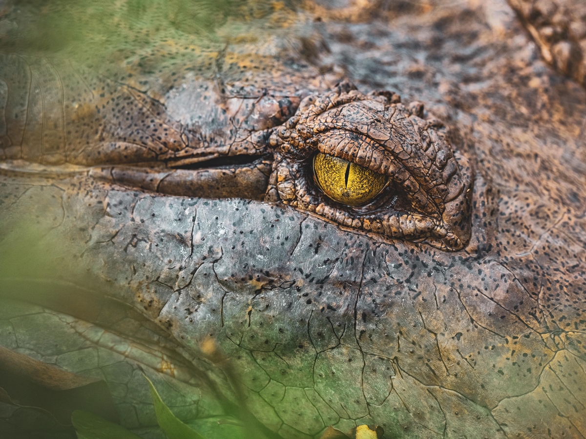 Fotógrafo Juan Diasparra expone la asombrosa biodiversidad desde lo profundo de Venezuela, un país que lo ha dado todo