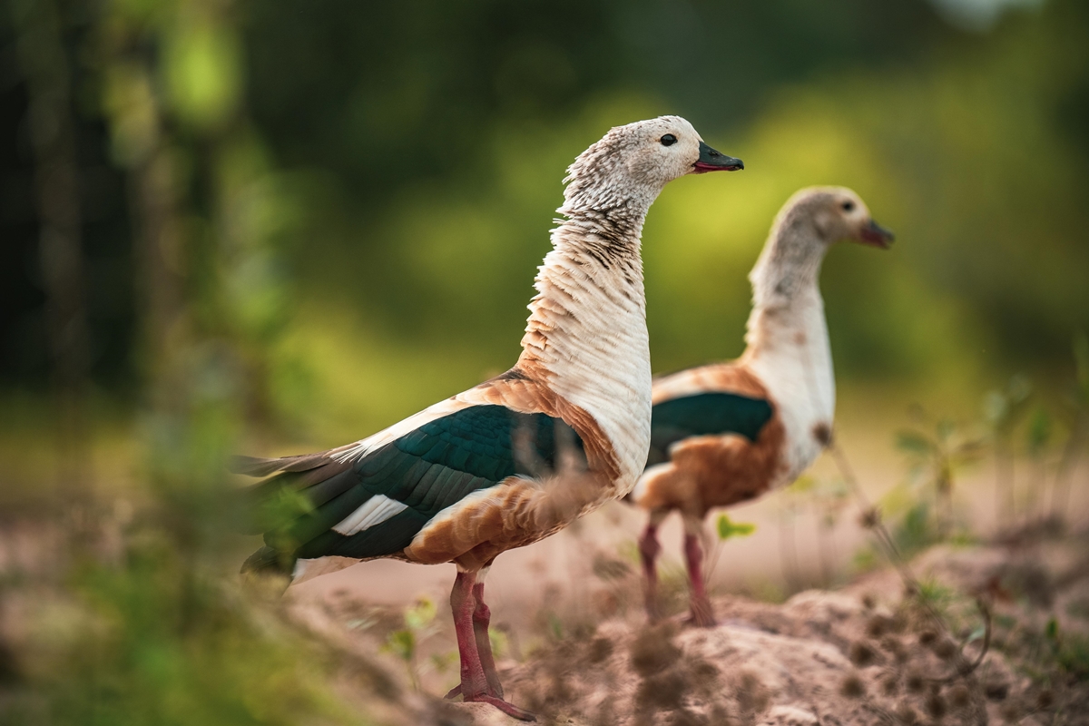 Fotógrafo Juan Diasparra expone la asombrosa biodiversidad desde lo profundo de Venezuela, un país que lo ha dado todo