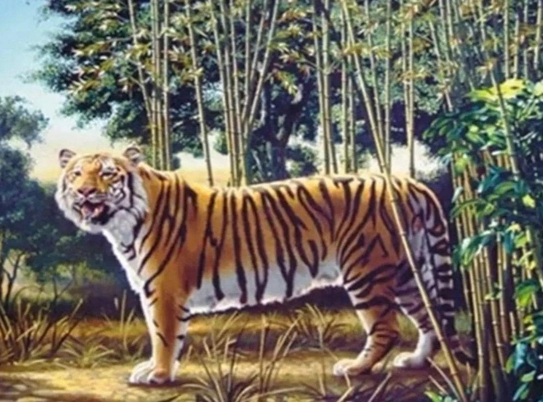desafío visual segundo tigre