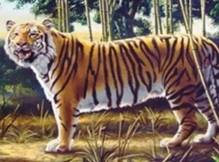 desafío visual tigre