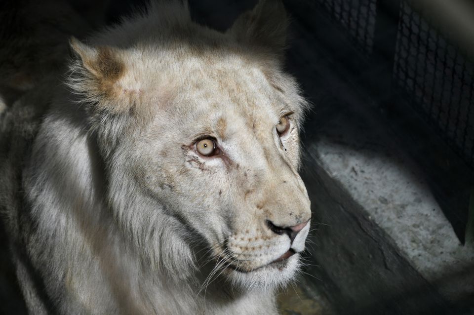Tres leones blancos llegaron al zoológico de Caricuao