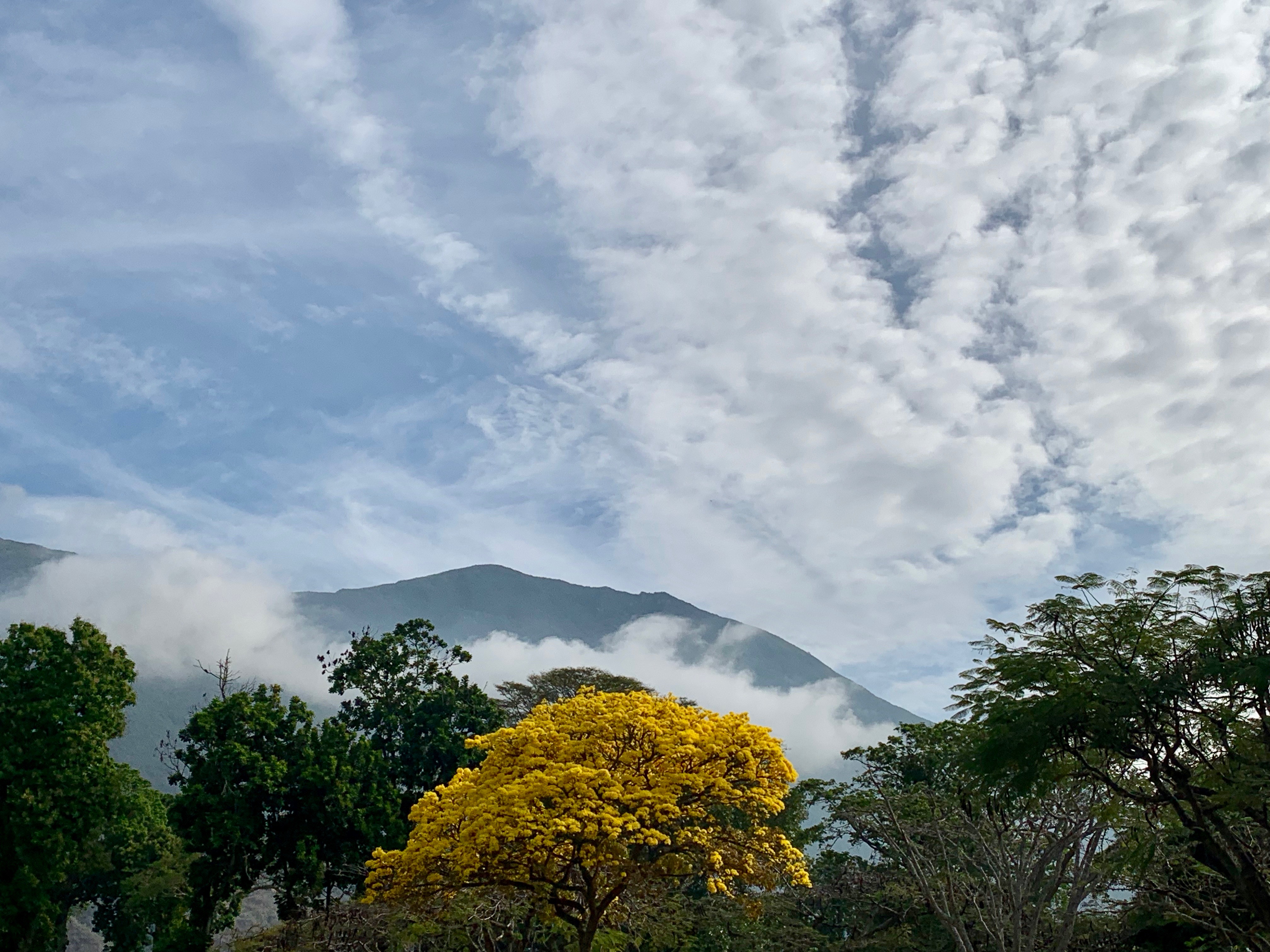 Dulce y amarga, Caracas, verde y dolorosa