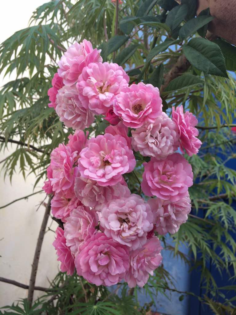 ROSAS DE CHORONÍ, CORTESÍA