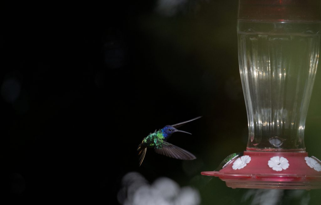 colibríes en Caracas