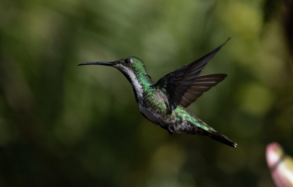 colibríes