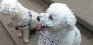 Protesta en Caracas contra el maltrato animal