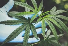 La marihuana se hará legal en Minnesota a partir de agosto