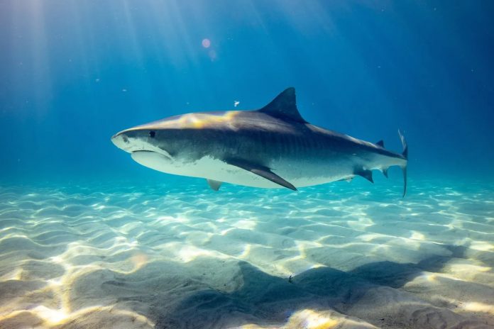 Un extraño tiburón apareció en las playas de Sidney y horrorizó a todos con su aspecto
