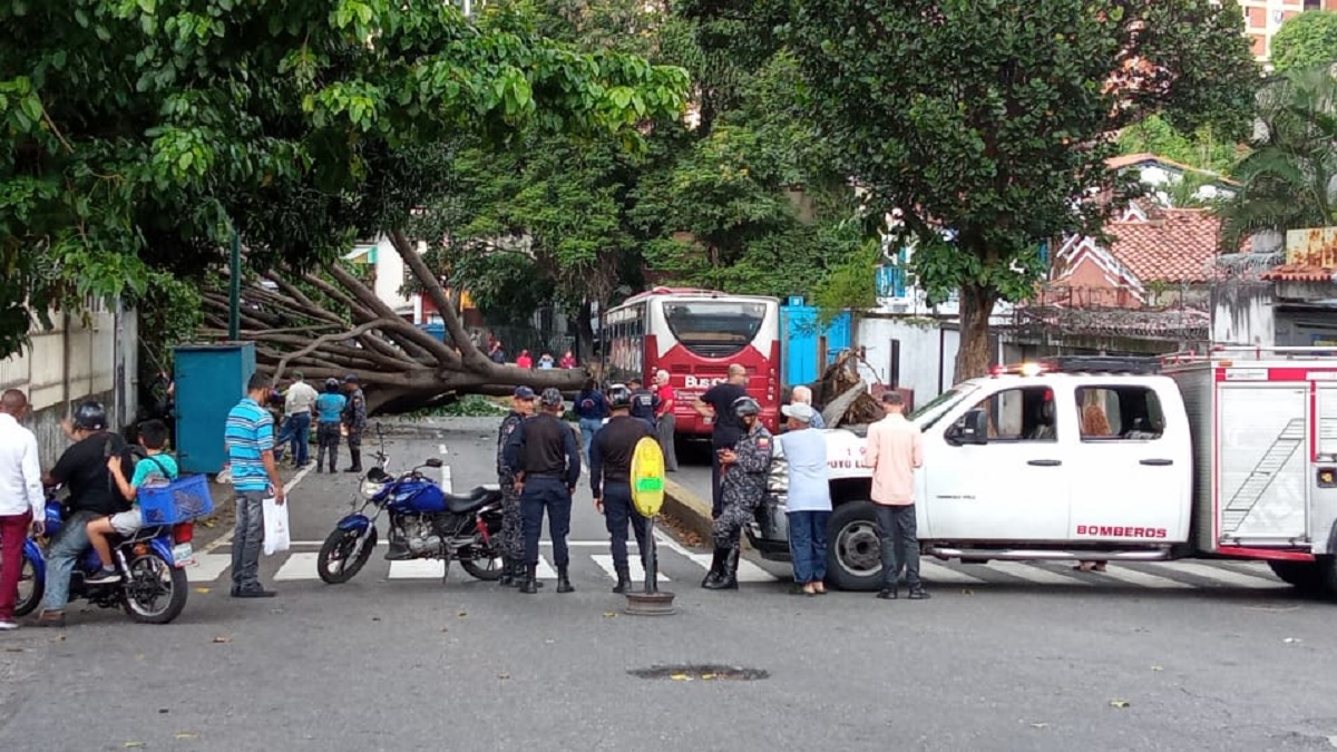 San Bernardino caída de árbol