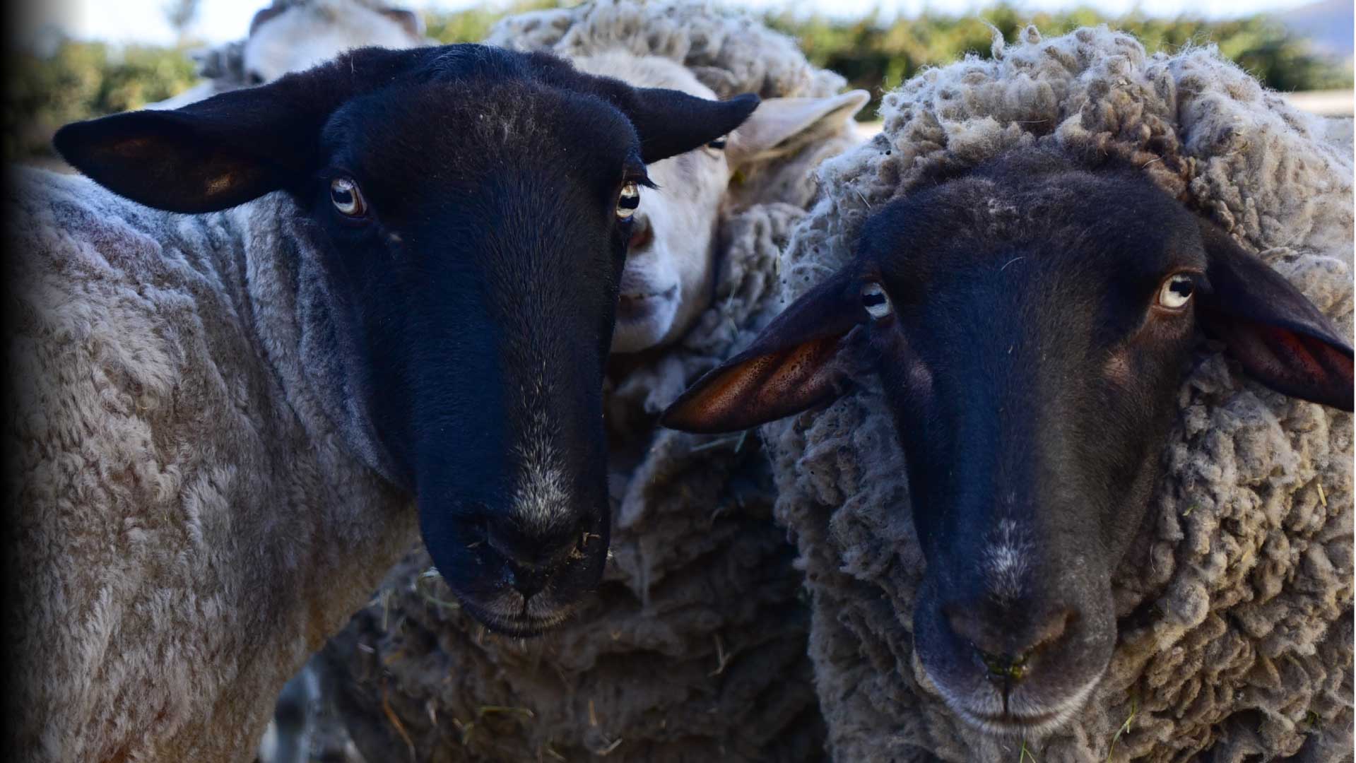 Un santuario para animales