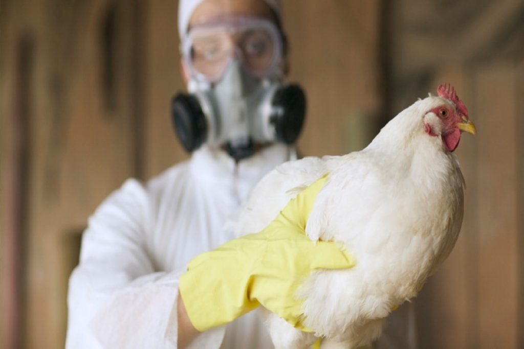 influenza aviar Perú