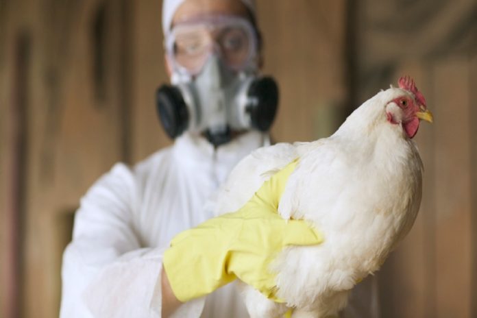 influenza aviar Perú
