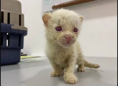 ocelote albino