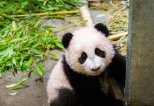 Panda Países Bajos
