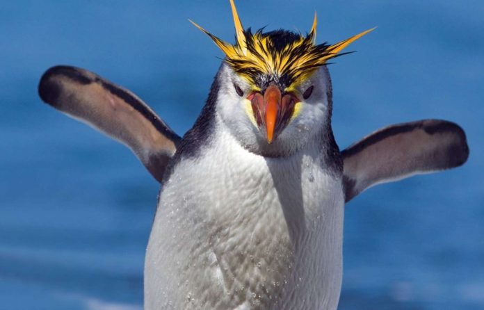 Pinguinos reales