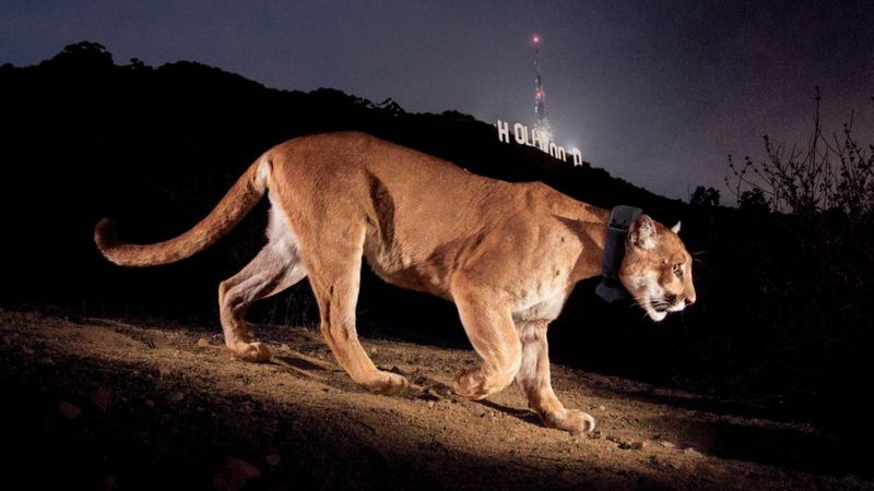 El triste final de P-22, el famoso puma que se paseó durante años por las colinas de Hollywood