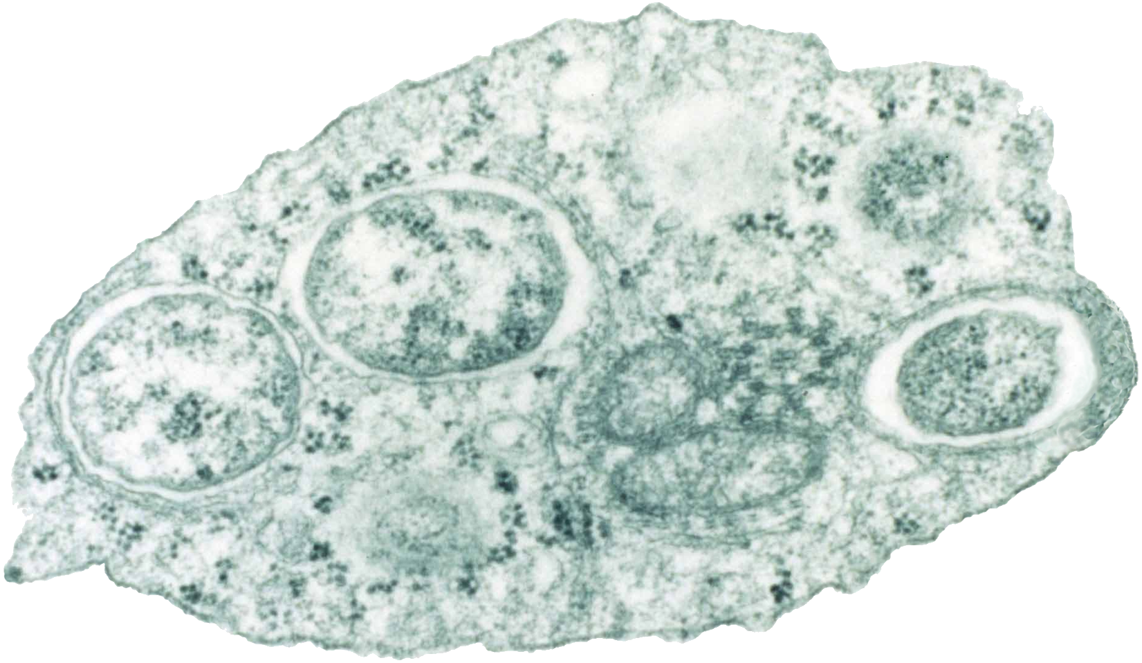 Wolbachia