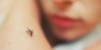 Casos de dengue, leishmaniasis y sarna humana en zonas vulnerables de Lara