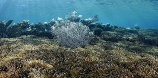 coral invasor en Mochima