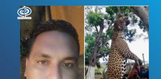 Designan Fiscalía en Monagas para imputar al sujeto responsable de matar por placer a un jaguar.