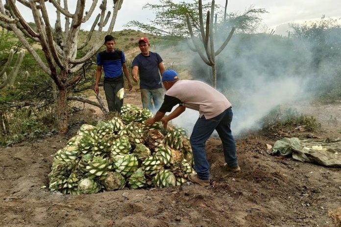 Reuters: productores del licor venezolano cocuy enfrentan obstáculos