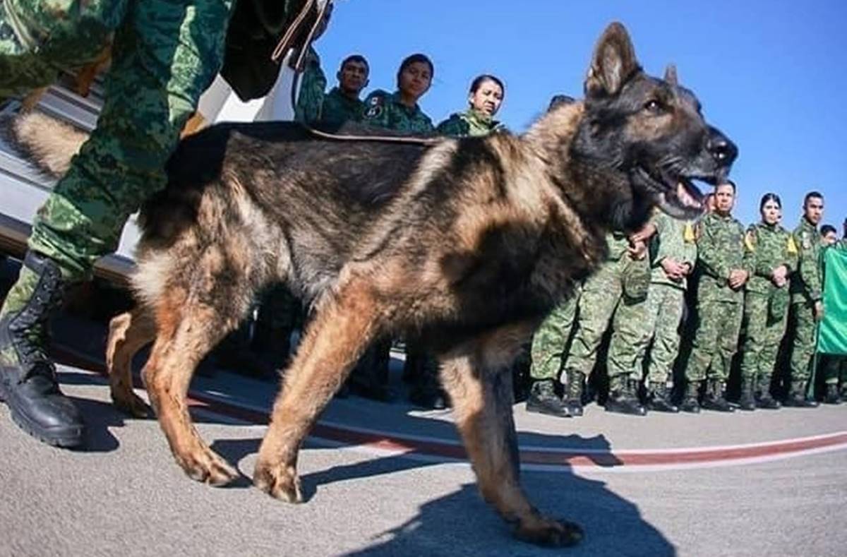 «Cumpliste tu misión»: murió Proteo, uno de los perros rescatistas de México en Turquía