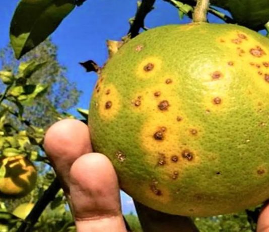 Bacteria "Dragón Amarillo" destruyó unas 38.000 hectáreas de cítrico en el país