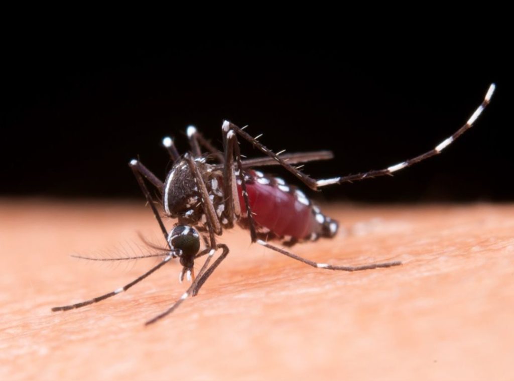Brasil supera un millón de casos de dengue en lo que va de año