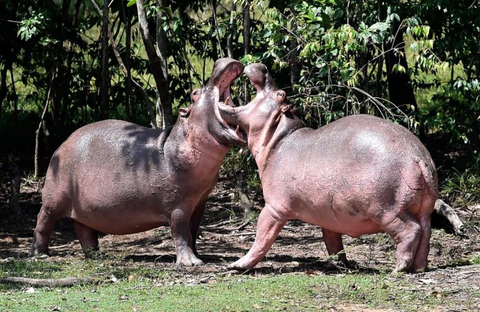 hipopótamos escobar colombia