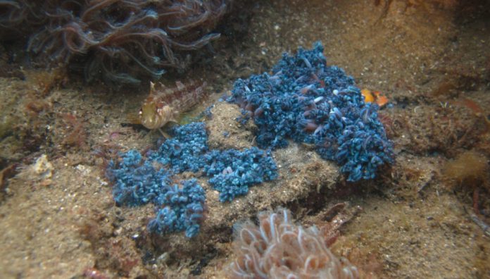 corales, coral
