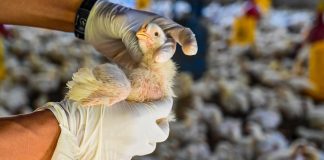 OMS: El virus de la gripe aviar pudiera propagarse de persona a persona