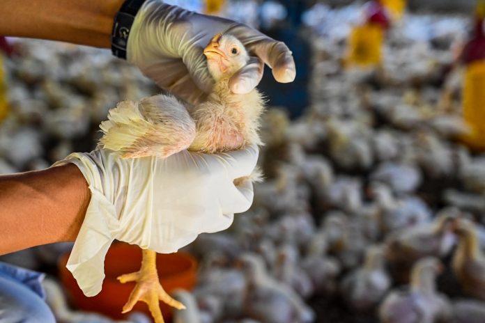 OMS: El virus de la gripe aviar pudiera propagarse de persona a persona