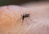 brasil Argentina vacuna dengue