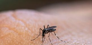 Argentina vacuna dengue
