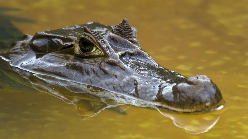 imagen-de-archivo-de-un-caiman-de-florida