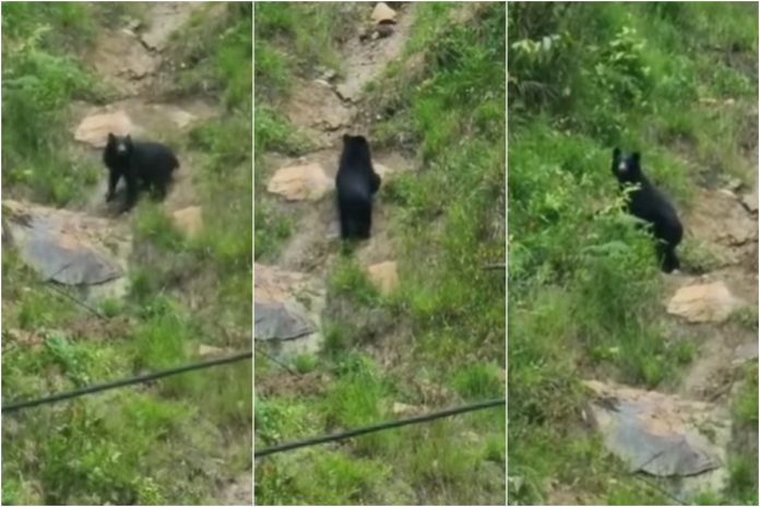 Avistaron en zonas de la ciudad de Mérida a un oso frontino, especie en peligro de extinción