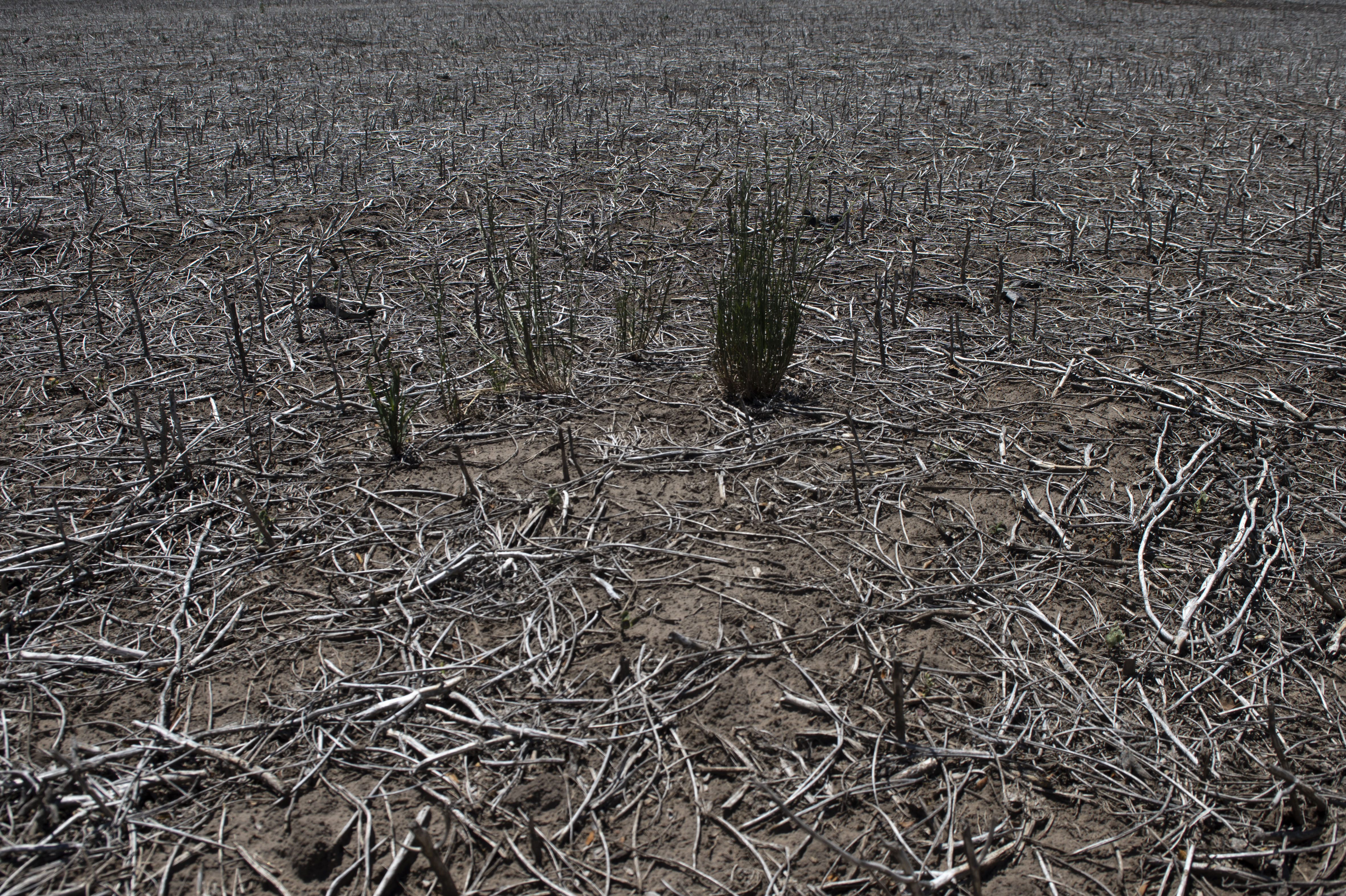 Advierten que el fenómeno de El Niño provocará sequías más severas y picos de calor