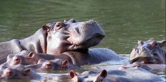 hipopótamos de Pablo Escobar