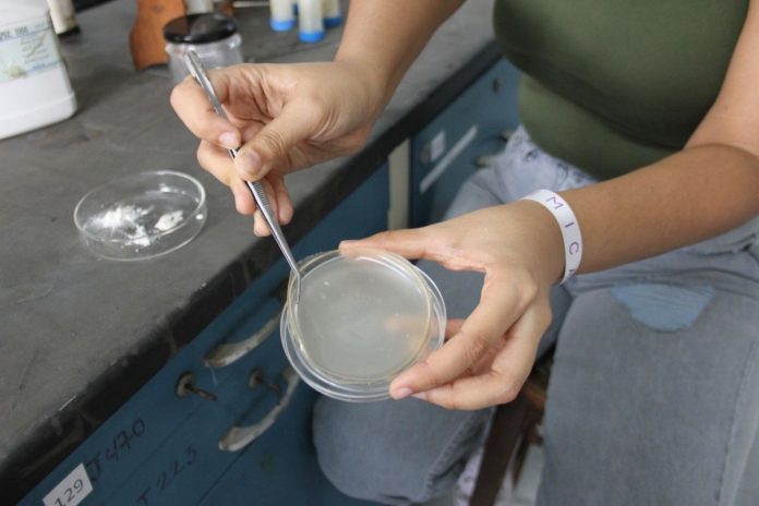 Científicos venezolanos crean un cicatrizante con cáscaras de camarones