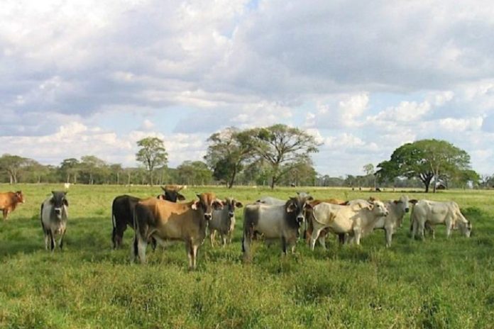 Denuncian extorsiones de grupos irregulares contra ganaderos